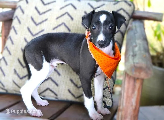Izzard – Italian Greyhound puppy for sale in Choudrant, LA