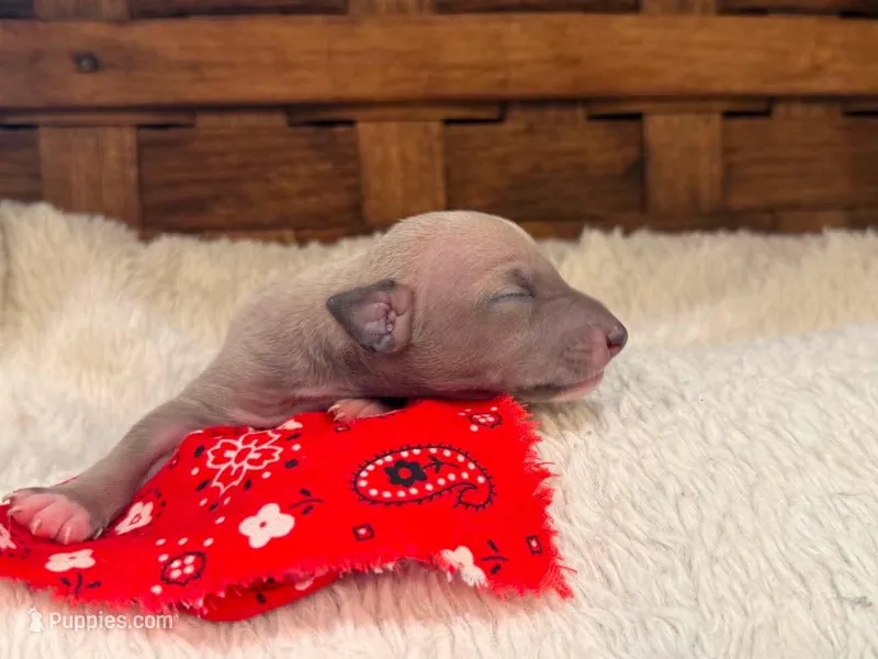 Ziggy – Italian Greyhound puppy for sale in Choudrant, LA