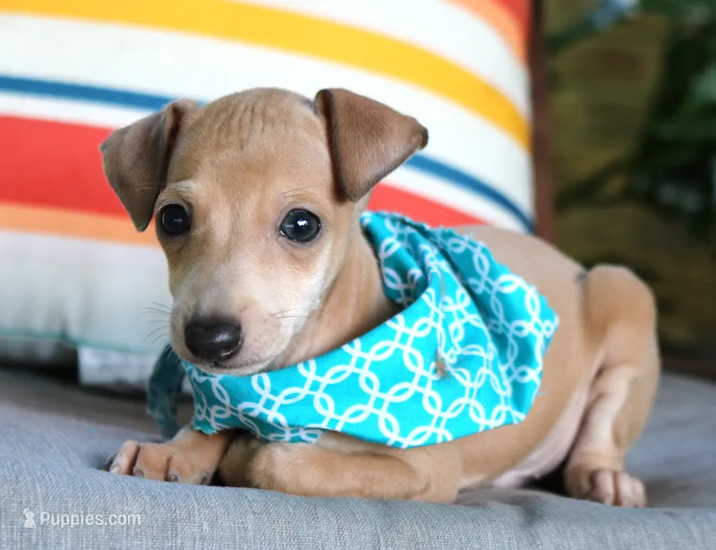 Milo – Italian Greyhound puppy for sale in Choudrant, LA