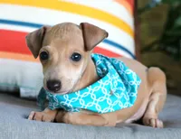Milo, a male Italian Greyhound for sale in Choudrant, LA – 1 of 2
