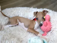 Bingo, a male Italian Greyhound for sale in Choudrant, LA – 5 of 6