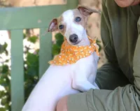 Boomer, a male Italian Greyhound for sale in Choudrant, LA – 2 of 2