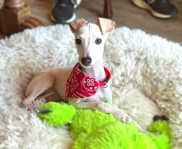 Vegas – Italian Greyhound puppy for sale in Choudrant, LA