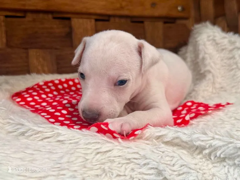 Zues – Italian Greyhound puppy for sale in Choudrant, LA