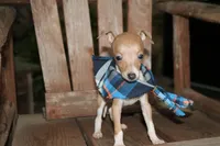 Bingo, a male Italian Greyhound for sale in Choudrant, LA – 2 of 6