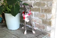 SOLD but more coming, a male Italian Greyhound for sale in Choudrant, LA – Photo 3 of 3