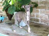 SOLD but more coming, a male Italian Greyhound for sale in Choudrant, LA – Photo 2 of 3