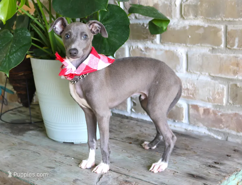 SOLD but more coming, a male Italian Greyhound for sale in Choudrant, LA – Photo 1 of 3