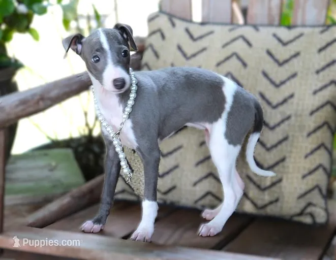 Ivy – Italian Greyhound puppy for sale in Choudrant, LA