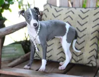 Ivy, a female Italian Greyhound for sale in Choudrant, LA – 10 of 10
