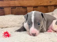 Ivy, a female Italian Greyhound for sale in Choudrant, LA – 2 of 3