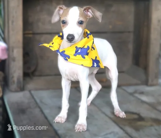 Boomer – Italian Greyhound puppy for sale in Choudrant, LA