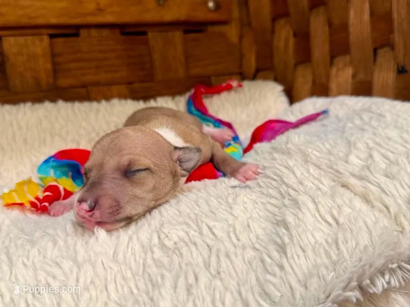 Zues – Italian Greyhound puppy for sale in Choudrant, LA