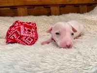 Bandit, a male Italian Greyhound for sale in Choudrant, LA – 1 of 1