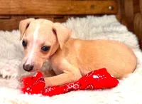 Donald, a male Italian Greyhound for sale in Choudrant, LA – 1 of 1