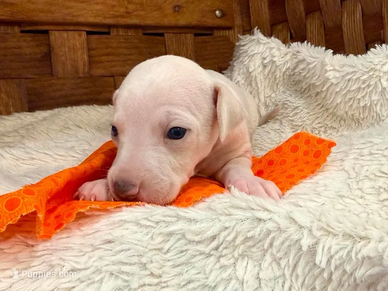 Apollo – Italian Greyhound puppy for sale in Choudrant, LA
