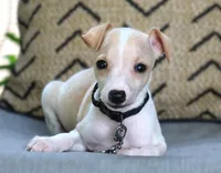 Bodhi, a male Italian Greyhound for sale in Choudrant, LA – 2 of 2