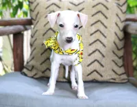 Gatsby, a male Italian Greyhound for sale in Choudrant, LA – 2 of 2