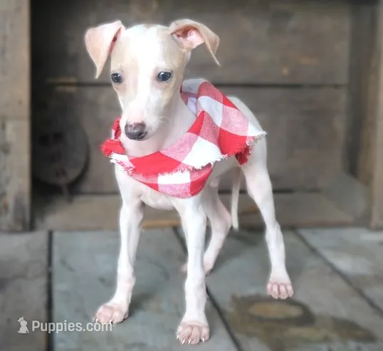 Bandit – Italian Greyhound puppy for sale in Choudrant, LA