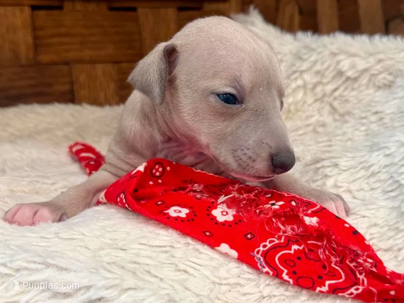 Noodle – Italian Greyhound puppy for sale in Choudrant, LA