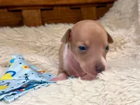 Bingo, a male Italian Greyhound for sale in Choudrant, LA – 2 of 2