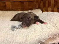 Fiona, a female Italian Greyhound for sale in Choudrant, LA – Photo 1 of 3