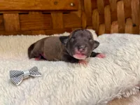 Fiona, a female Italian Greyhound for sale in Choudrant, LA – Photo 3 of 3