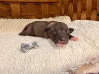 Fiona, a female Italian Greyhound for sale in Choudrant, LA – Photo 2 of 3