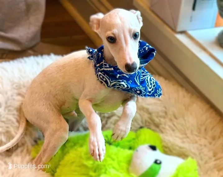 Pluto – Italian Greyhound puppy for sale in Choudrant, LA