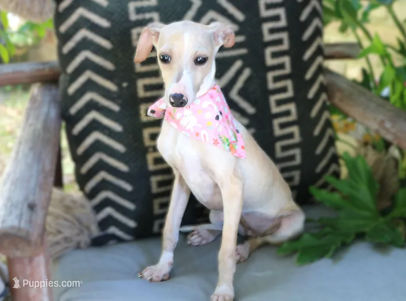 Astrid – Italian Greyhound puppy for sale in Choudrant, LA