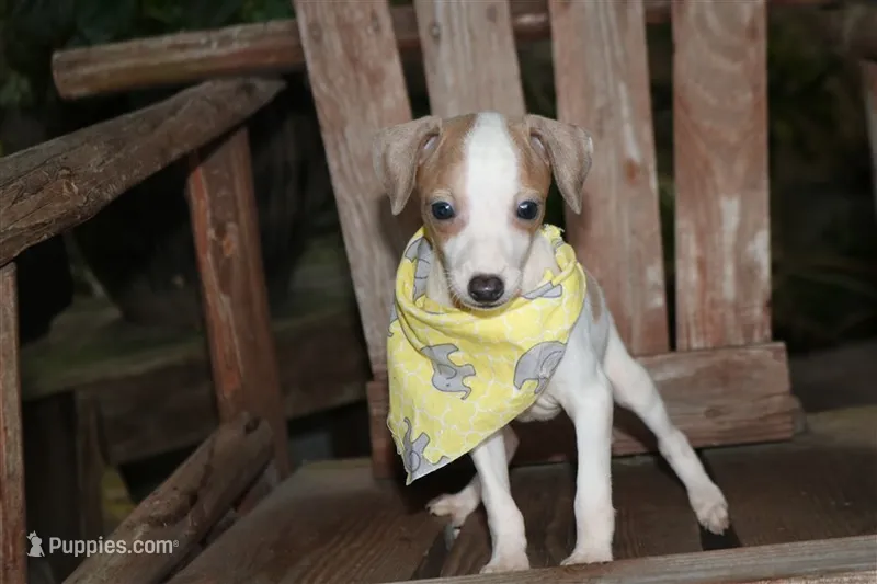 Boomer – Italian Greyhound puppy for sale in Choudrant, LA