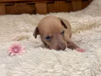 Belle, a female Italian Greyhound for sale in Choudrant, LA – 2 of 2