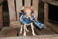 Bingo, a male Italian Greyhound for sale in Choudrant, LA – 3 of 6