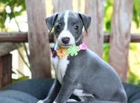Ivy, a female Italian Greyhound for sale in Choudrant, LA – 6 of 10