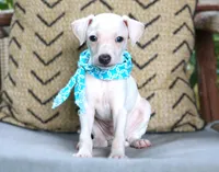 Zues, a male Italian Greyhound for sale in Choudrant, LA – 1 of 2