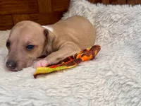 Ziggy, a male Italian Greyhound for sale in Choudrant, LA – 1 of 2
