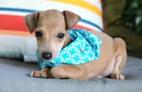 Milo, a male Italian Greyhound for sale in Choudrant, LA – 2 of 2