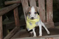 Boomer, a male Italian Greyhound for sale in Choudrant, LA – 2 of 4