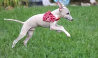 Mickey, a male Italian Greyhound for sale in Choudrant, LA – 2 of 6