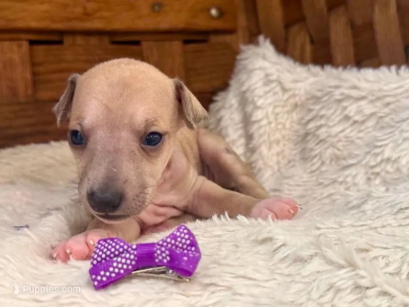 Willow – Italian Greyhound puppy for sale in Choudrant, LA