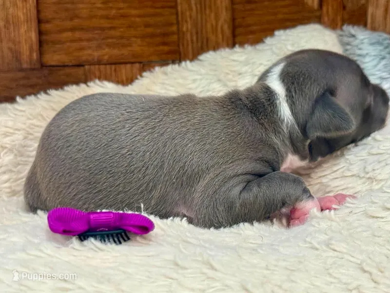 Felicia – Italian Greyhound puppy for sale in Choudrant, LA
