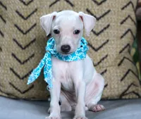 Zues, a male Italian Greyhound for sale in Choudrant, LA – 2 of 2