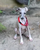 Mickey, a male Italian Greyhound for sale in Choudrant, LA – 6 of 6