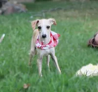Donald, a male Italian Greyhound for sale in Choudrant, LA – 2 of 4