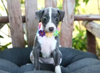 Ivy, a female Italian Greyhound for sale in Choudrant, LA – 3 of 10