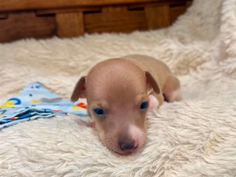 Bingo – Italian Greyhound puppy for sale in Choudrant, LA
