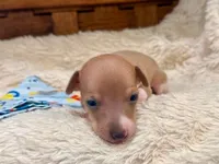 Bingo, a male Italian Greyhound for sale in Choudrant, LA – 1 of 2