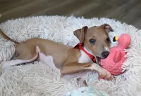 Bingo, a male Italian Greyhound for sale in Choudrant, LA – 2 of 6