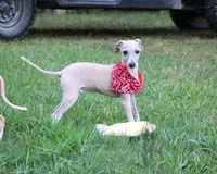 Mickey, a male Italian Greyhound for sale in Choudrant, LA – 3 of 6