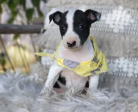 processed/3f0a6eba-c5bf-4faf-8013-c56edc4478e7/listing/abda97bc-ad2c-4214-96df-38598f190a59/15ec7cf8-b4fe-4009-a78f-485450bf3d55